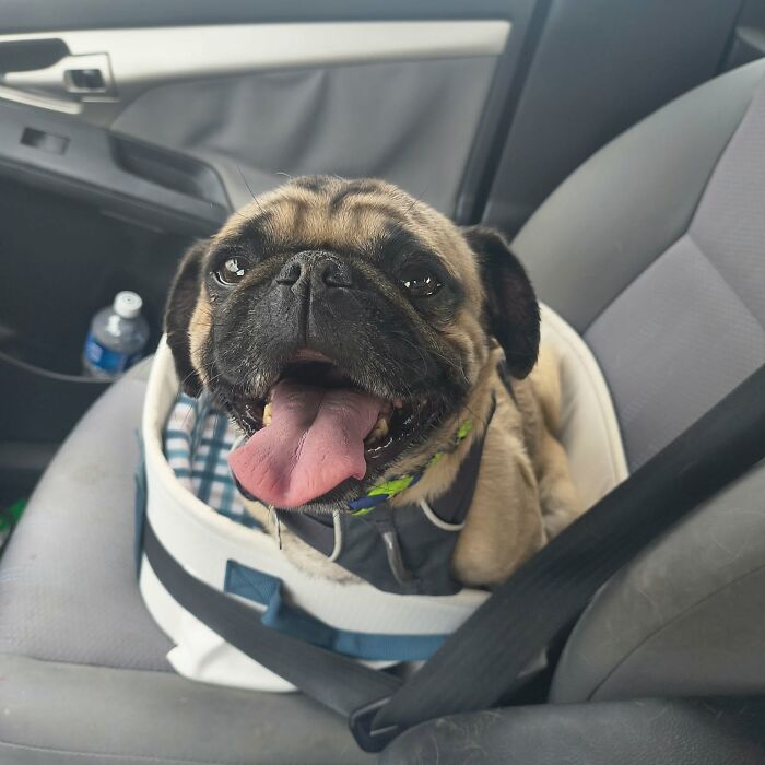 Wait Till You See These Pets Get Roasted So Hard They’re Still Recovering!