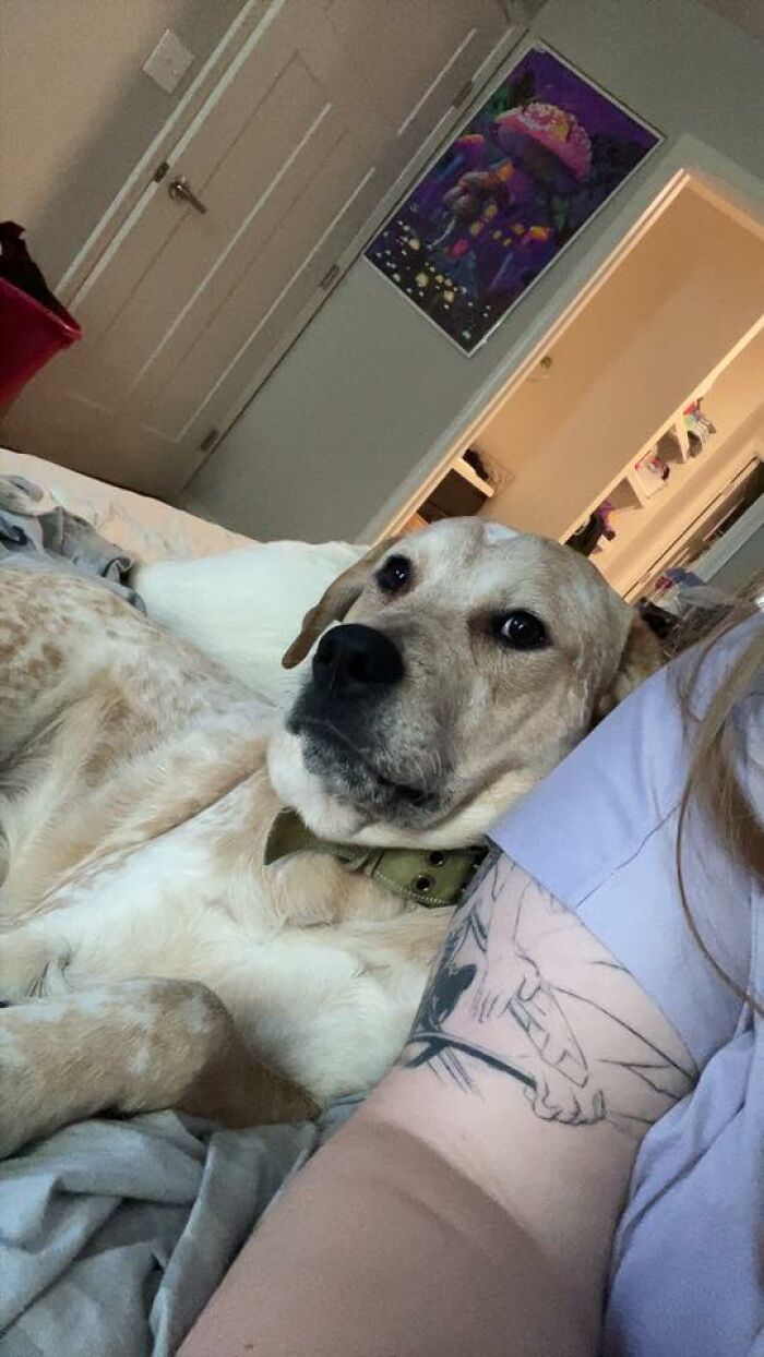 Wait Till You See These Pets Get Roasted So Hard They’re Still Recovering!