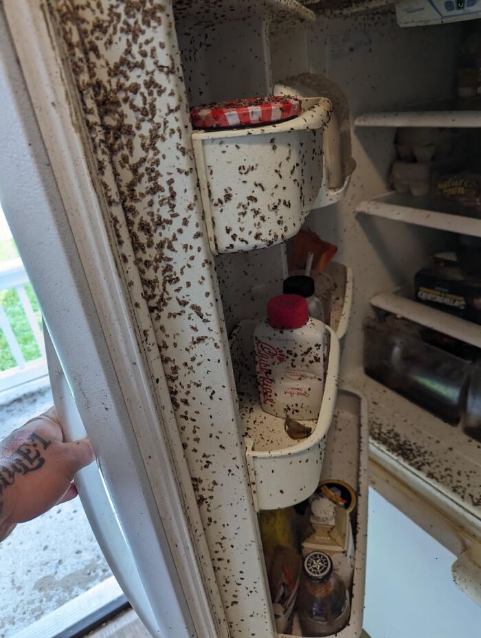 Wait, Health Inspectors Spilled These Wild Restaurant Secrets?!