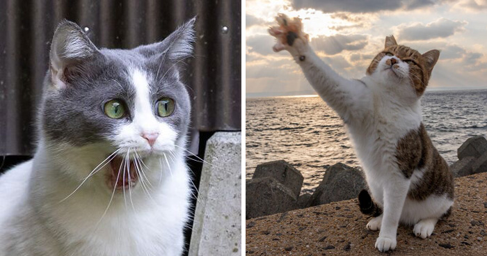 Meet The Street Cats Of Japan Who Act Like Tiny Drama Queens
