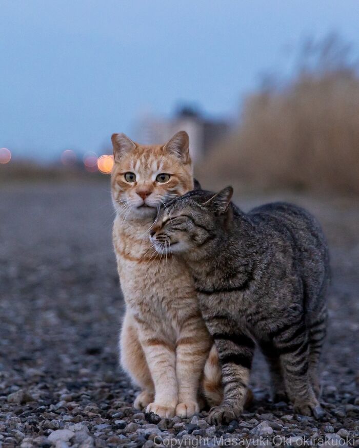Meet The Street Cats Of Japan Who Act Like Tiny Drama Queens
