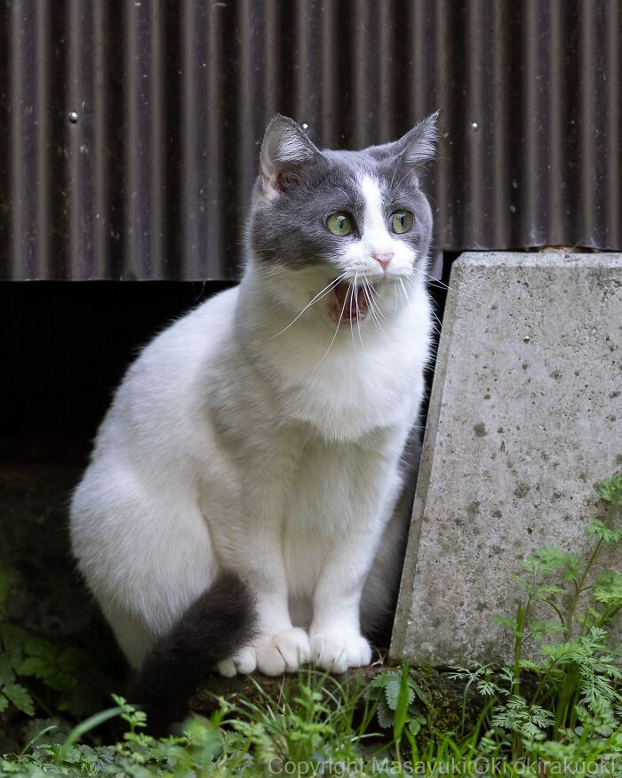 Meet The Street Cats Of Japan Who Act Like Tiny Drama Queens