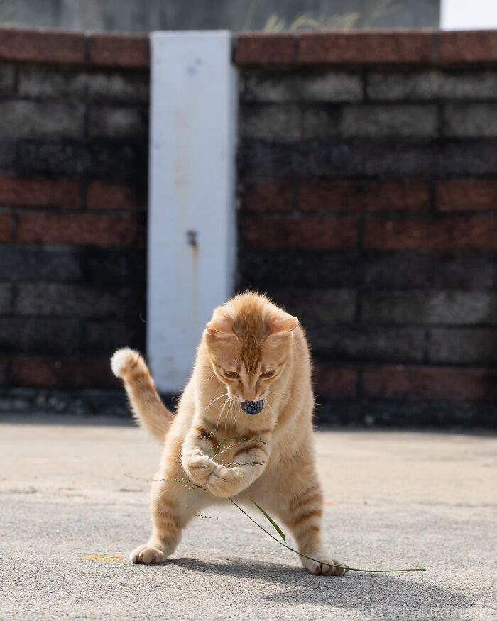Meet The Street Cats Of Japan Who Act Like Tiny Drama Queens