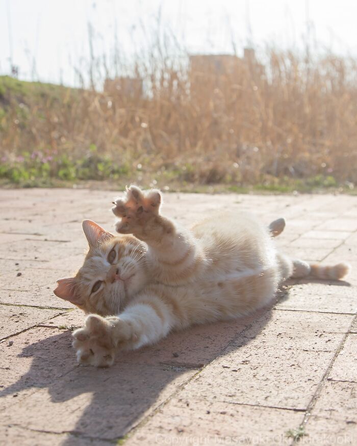 Meet The Street Cats Of Japan Who Act Like Tiny Drama Queens
