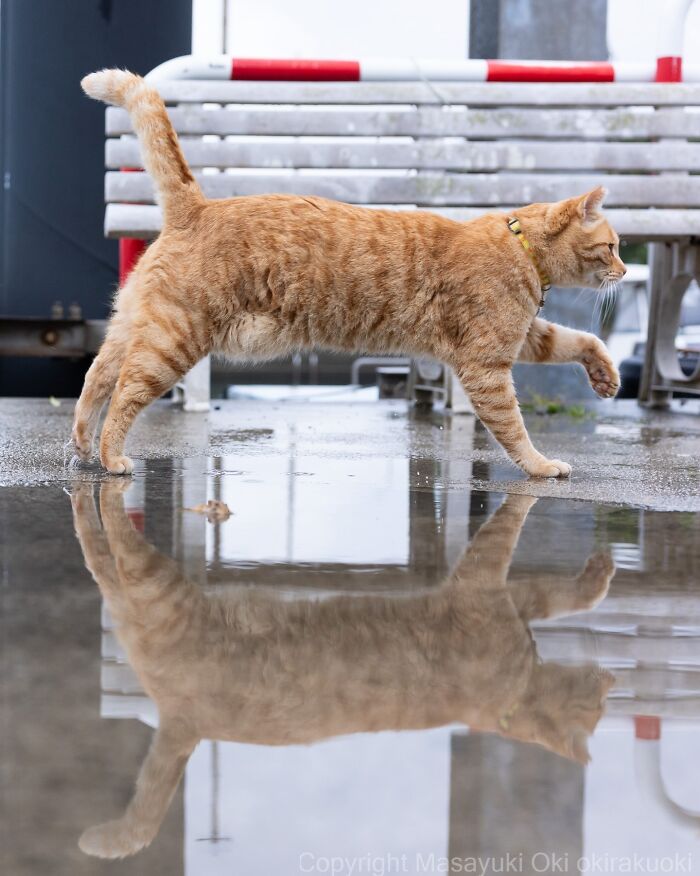 Meet The Street Cats Of Japan Who Act Like Tiny Drama Queens