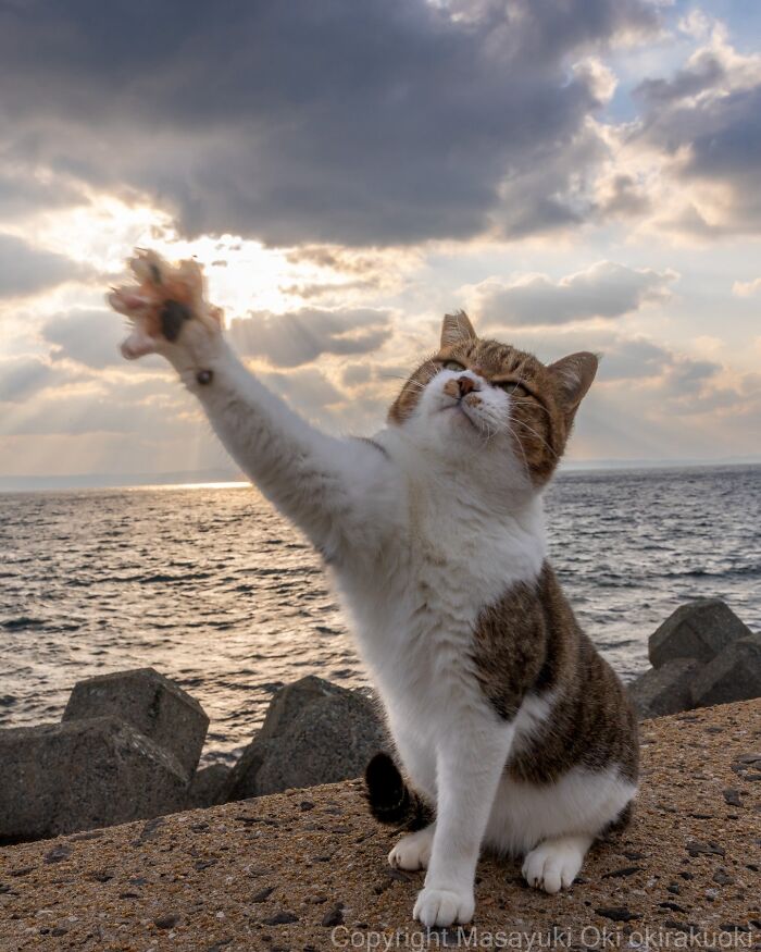 Meet The Street Cats Of Japan Who Act Like Tiny Drama Queens