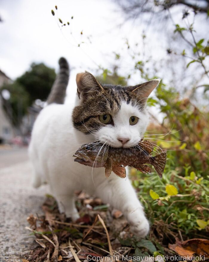 Meet The Street Cats Of Japan Who Act Like Tiny Drama Queens