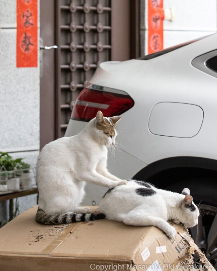 Meet The Street Cats Of Japan Who Act Like Tiny Drama Queens