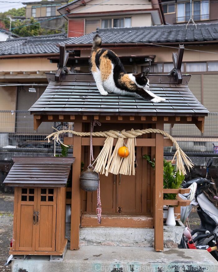 Meet The Street Cats Of Japan Who Act Like Tiny Drama Queens