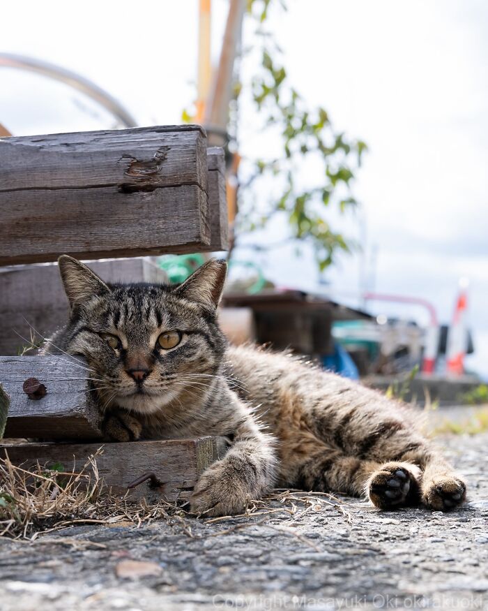 Meet The Street Cats Of Japan Who Act Like Tiny Drama Queens