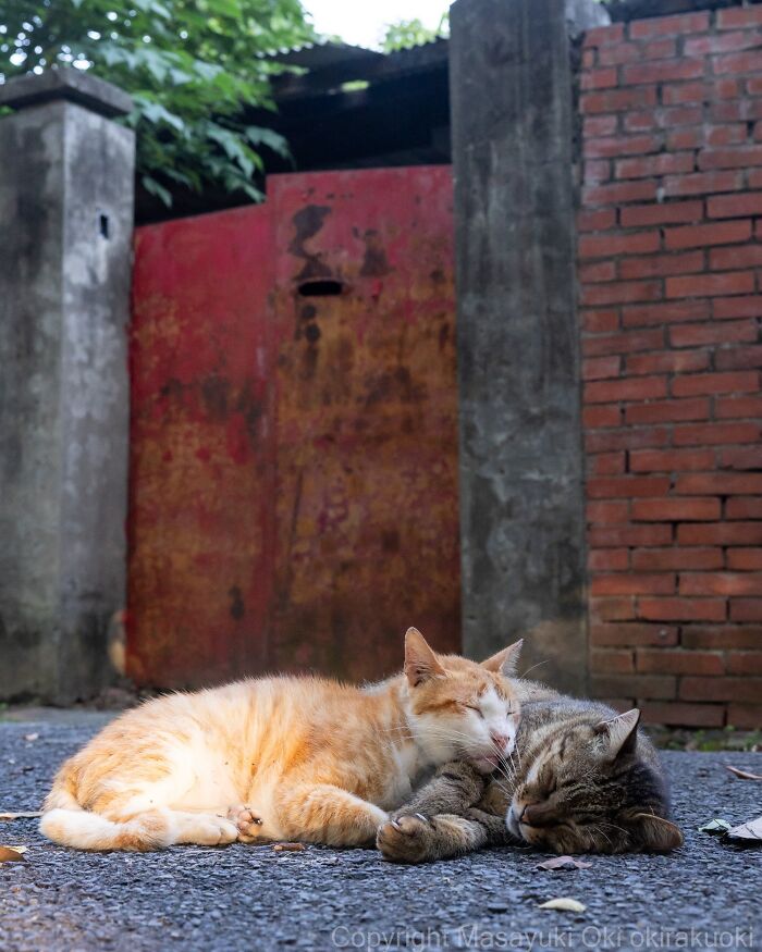 Meet The Street Cats Of Japan Who Act Like Tiny Drama Queens