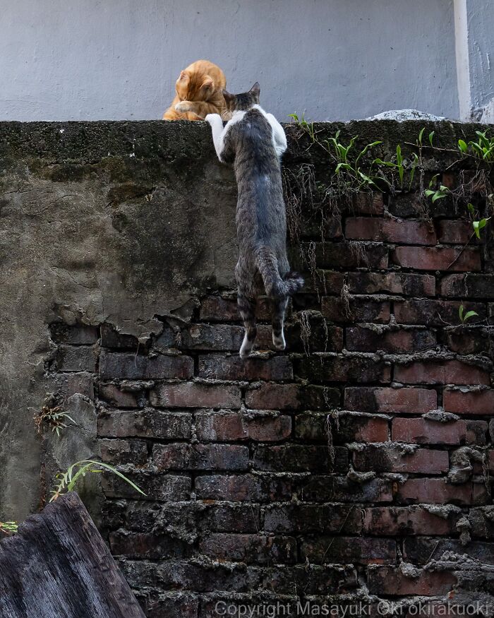 Meet The Street Cats Of Japan Who Act Like Tiny Drama Queens