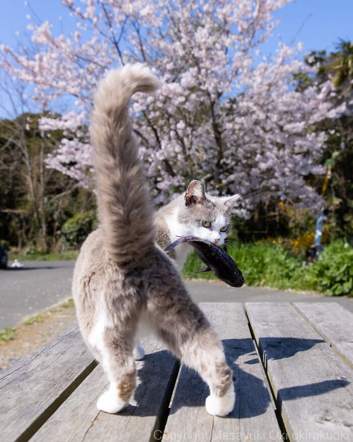 Meet The Street Cats Of Japan Who Act Like Tiny Drama Queens