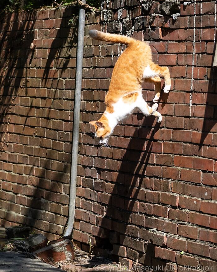 Meet The Street Cats Of Japan Who Act Like Tiny Drama Queens
