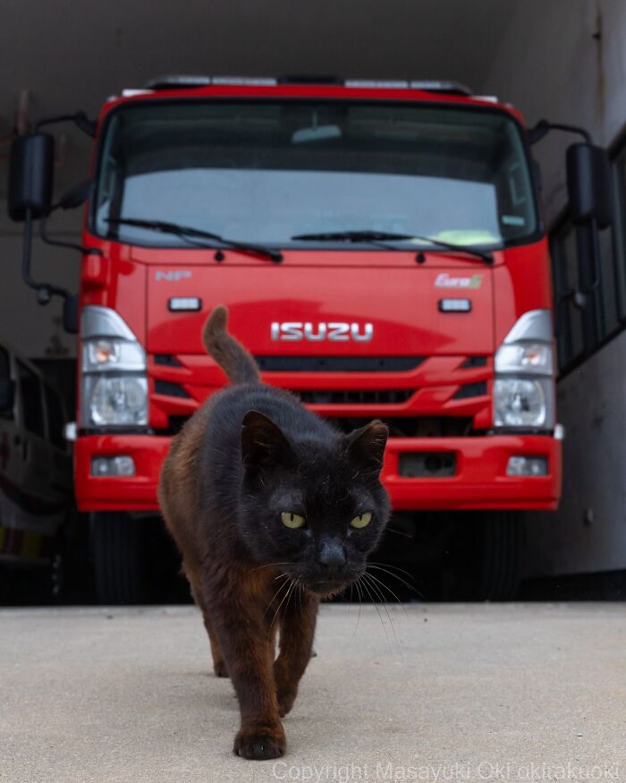 Meet The Street Cats Of Japan Who Act Like Tiny Drama Queens