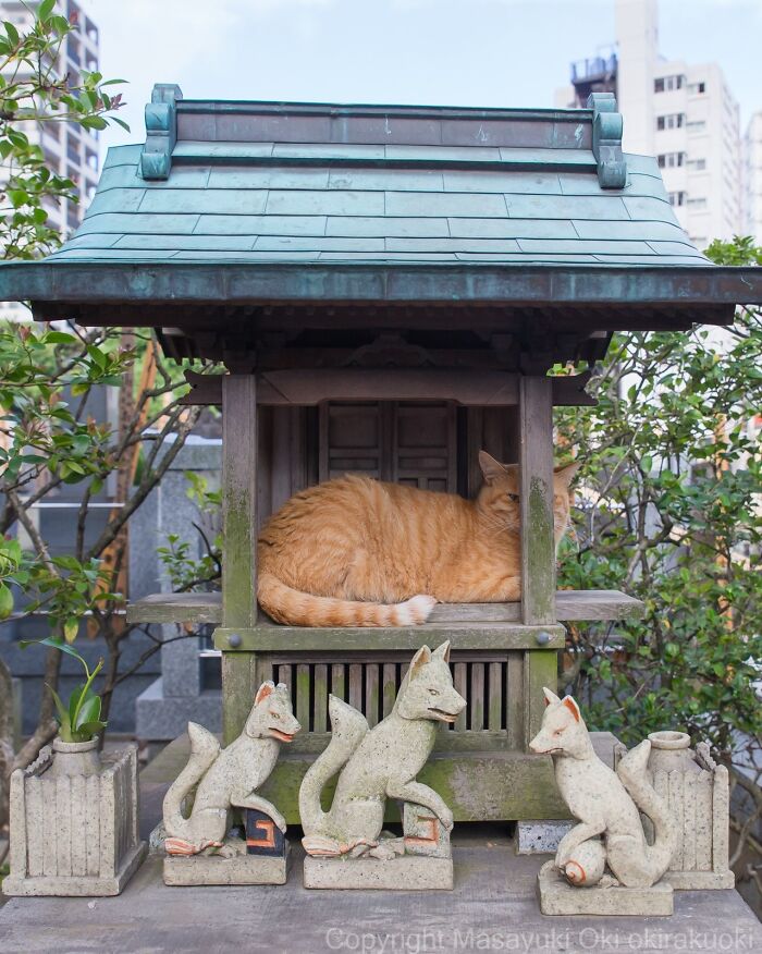 Meet The Street Cats Of Japan Who Act Like Tiny Drama Queens