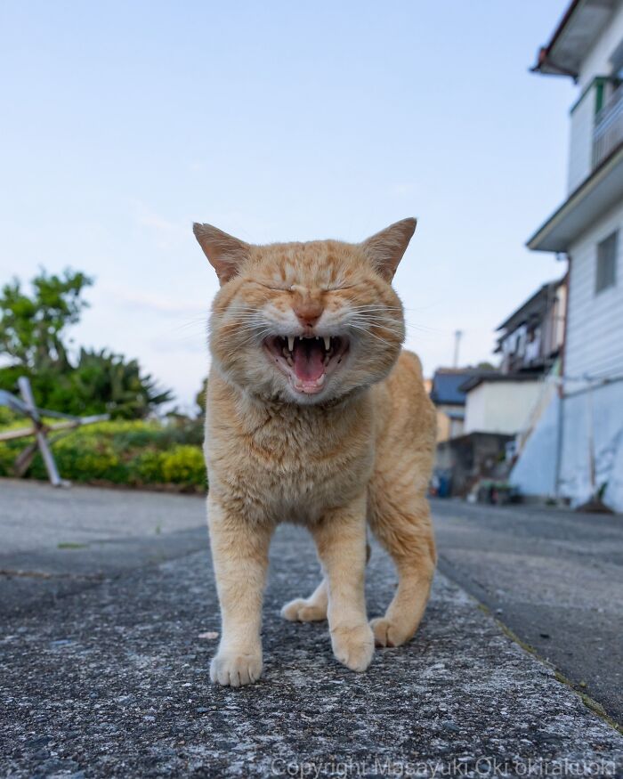 Meet The Street Cats Of Japan Who Act Like Tiny Drama Queens