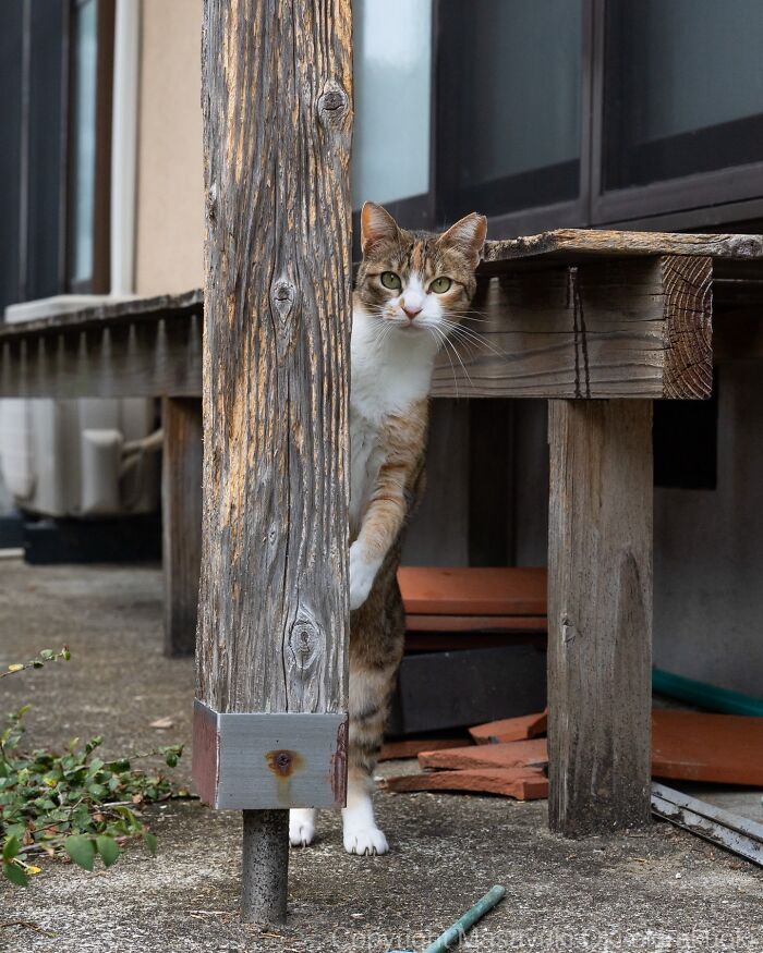 Meet The Street Cats Of Japan Who Act Like Tiny Drama Queens