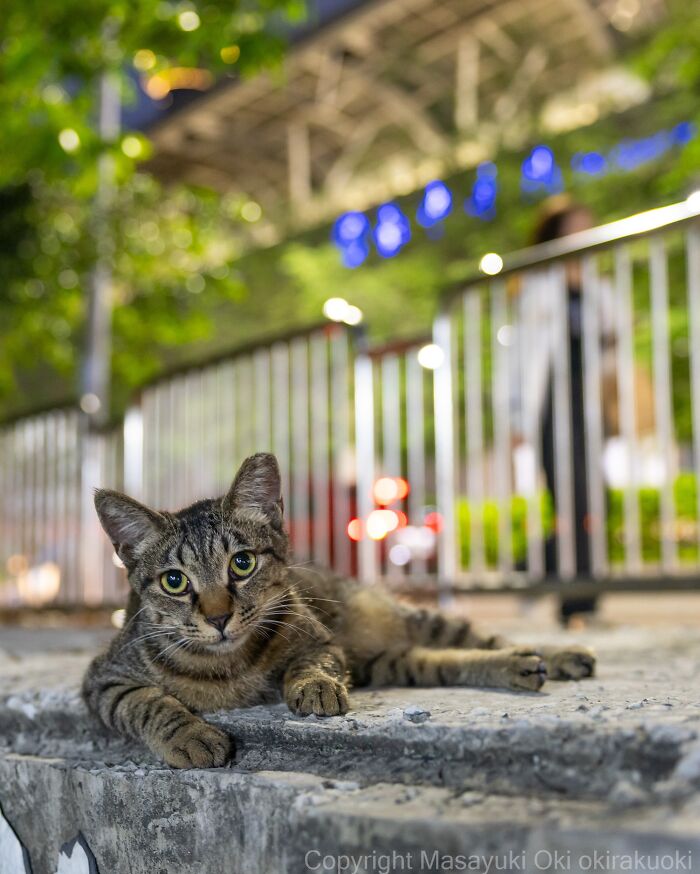 Meet The Street Cats Of Japan Who Act Like Tiny Drama Queens