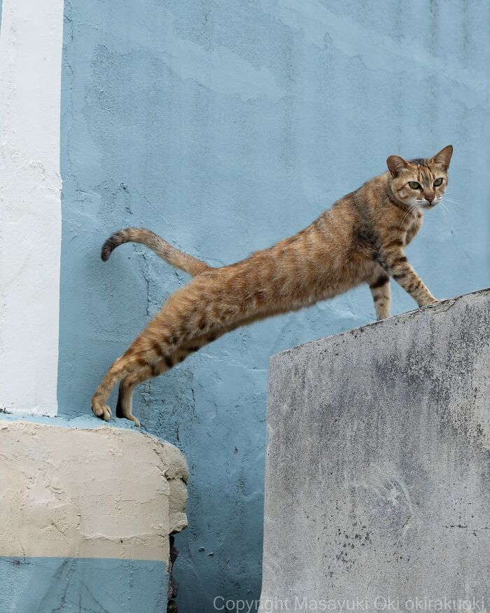 Meet The Street Cats Of Japan Who Act Like Tiny Drama Queens