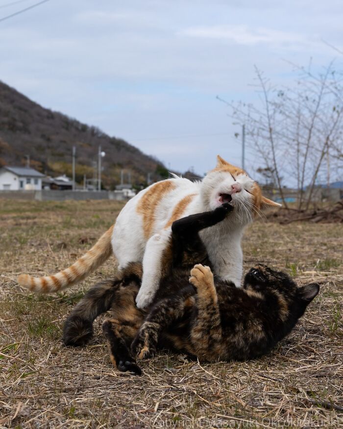 Meet The Street Cats Of Japan Who Act Like Tiny Drama Queens