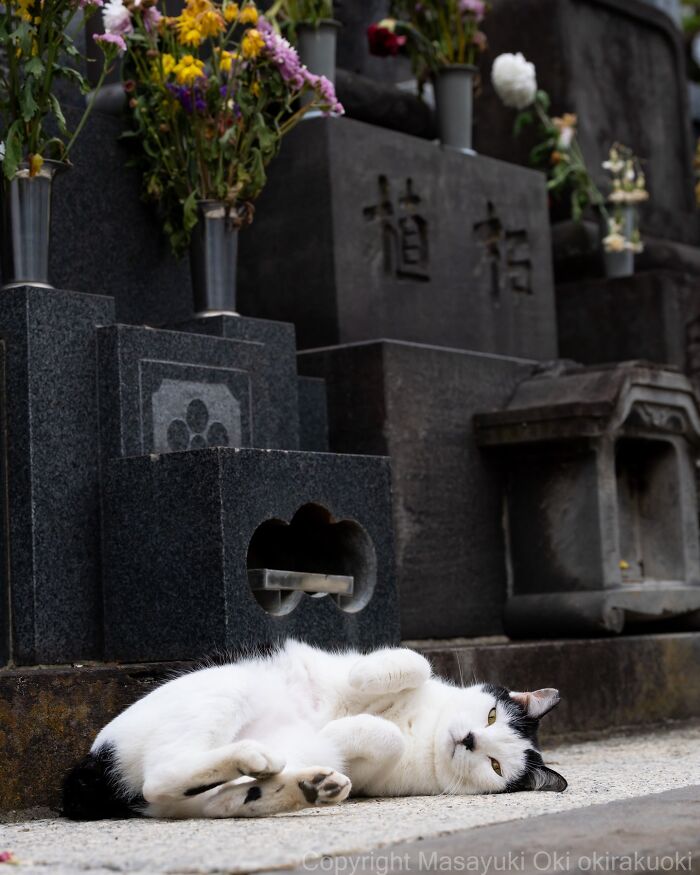 Meet The Street Cats Of Japan Who Act Like Tiny Drama Queens