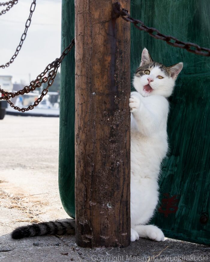 Meet The Street Cats Of Japan Who Act Like Tiny Drama Queens