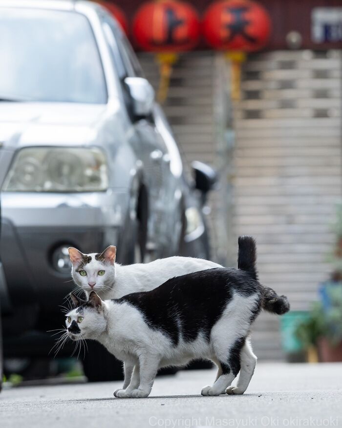 Meet The Street Cats Of Japan Who Act Like Tiny Drama Queens