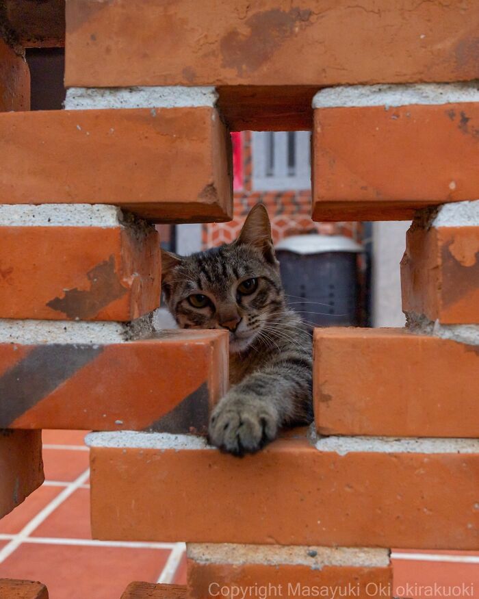 Meet The Street Cats Of Japan Who Act Like Tiny Drama Queens