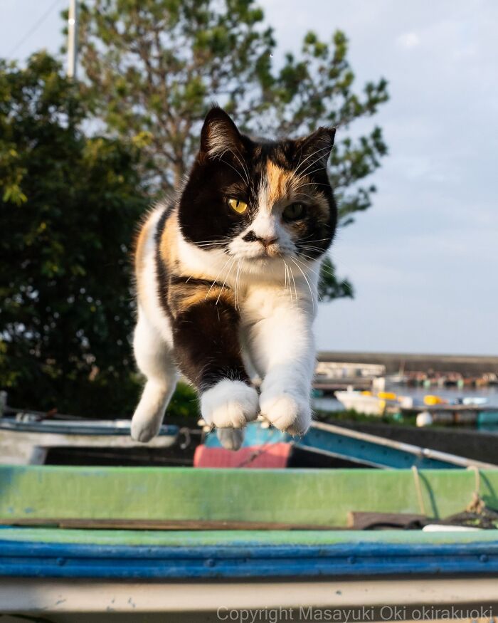 Meet The Street Cats Of Japan Who Act Like Tiny Drama Queens