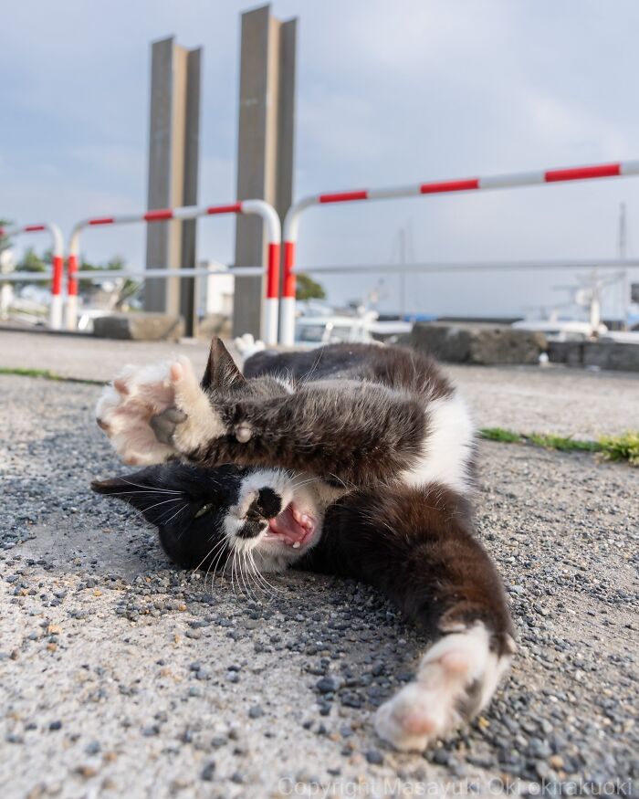 Meet The Street Cats Of Japan Who Act Like Tiny Drama Queens