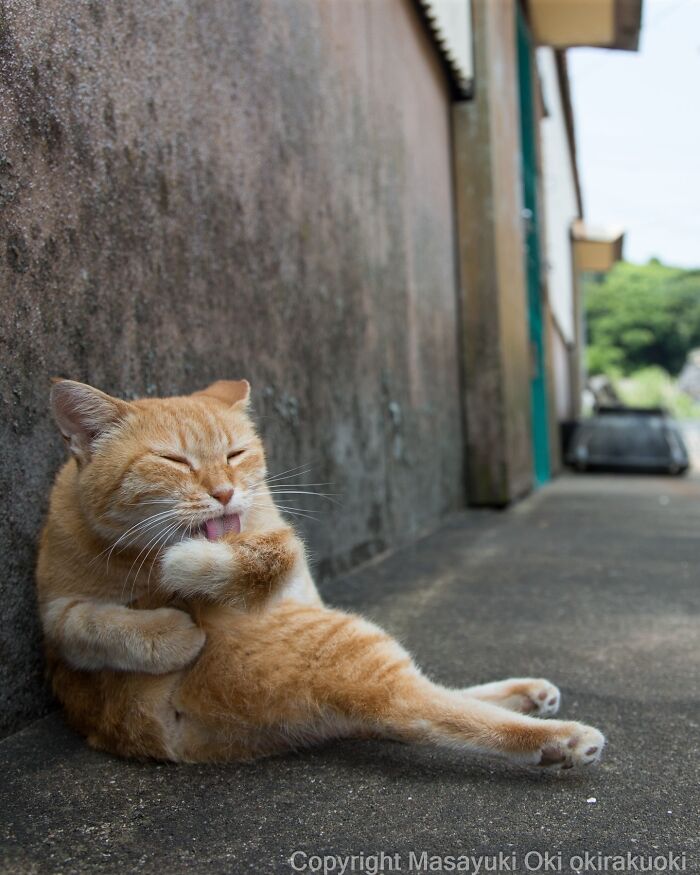 Meet The Street Cats Of Japan Who Act Like Tiny Drama Queens