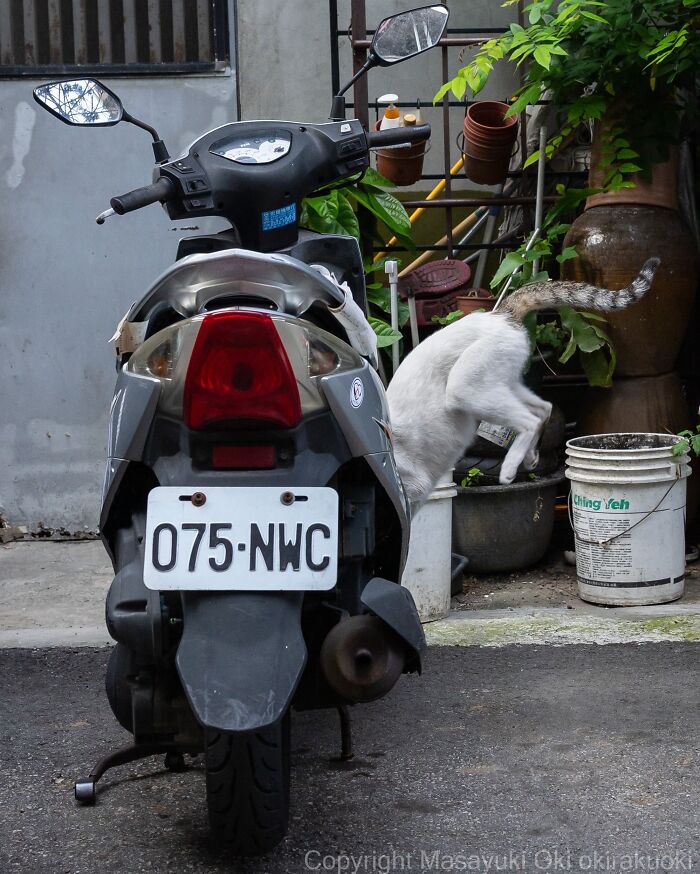 Meet The Street Cats Of Japan Who Act Like Tiny Drama Queens