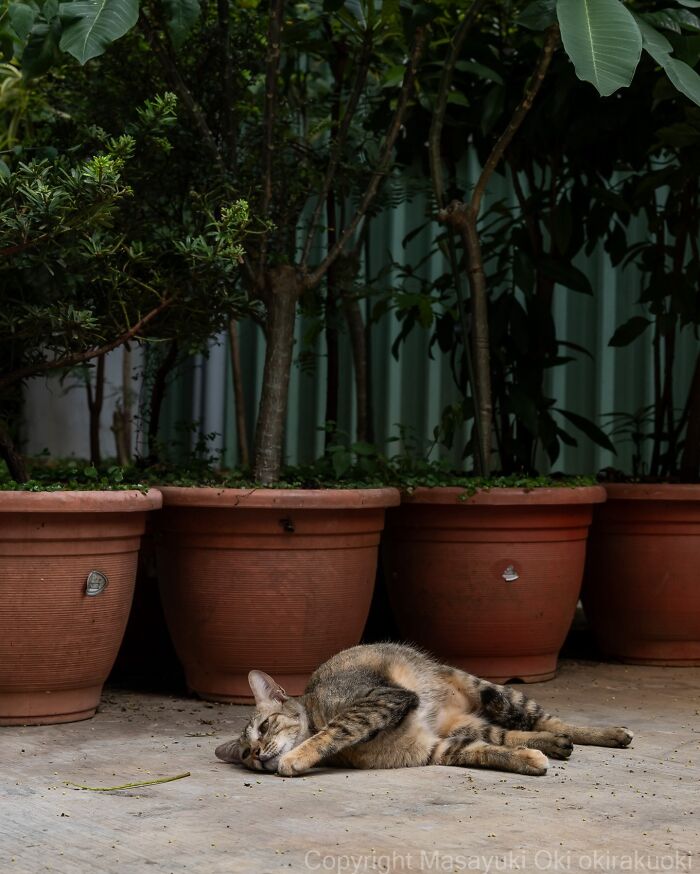 Meet The Street Cats Of Japan Who Act Like Tiny Drama Queens