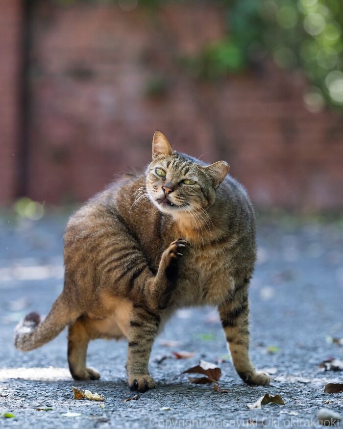 Meet The Street Cats Of Japan Who Act Like Tiny Drama Queens