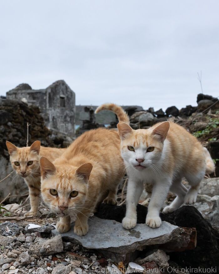 Meet The Street Cats Of Japan Who Act Like Tiny Drama Queens