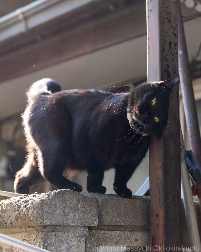 Meet The Street Cats Of Japan Who Act Like Tiny Drama Queens