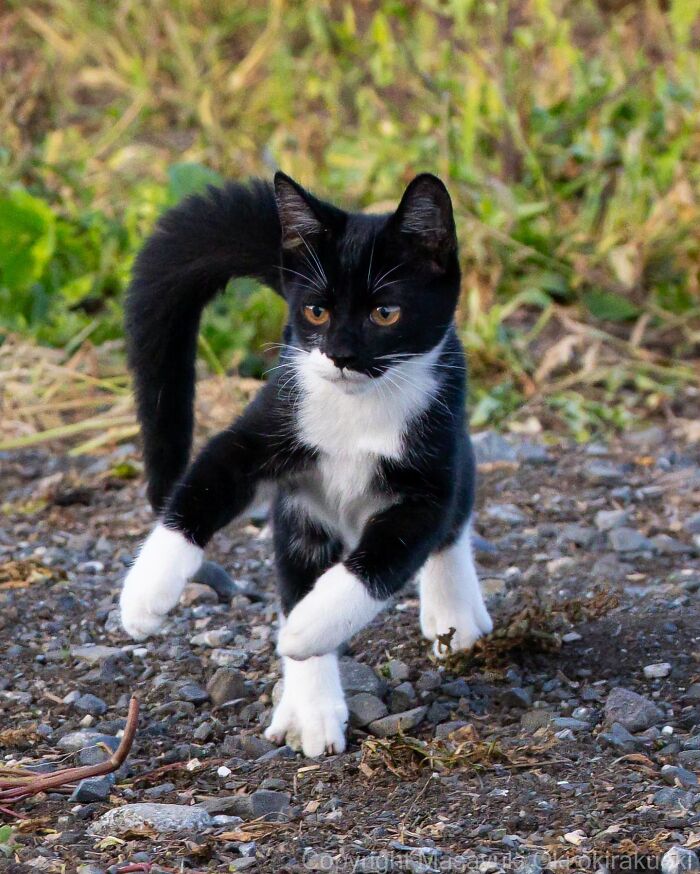 Meet The Street Cats Of Japan Who Act Like Tiny Drama Queens