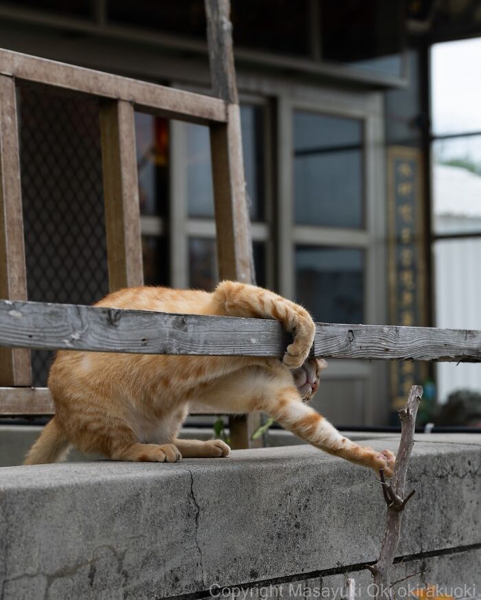 Meet The Street Cats Of Japan Who Act Like Tiny Drama Queens