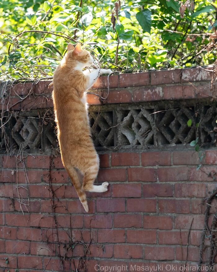Meet The Street Cats Of Japan Who Act Like Tiny Drama Queens