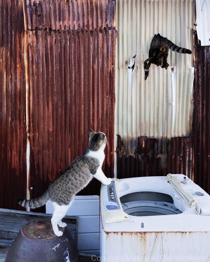 Meet The Street Cats Of Japan Who Act Like Tiny Drama Queens