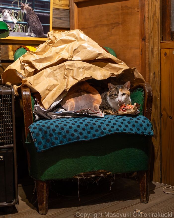 Meet The Street Cats Of Japan Who Act Like Tiny Drama Queens