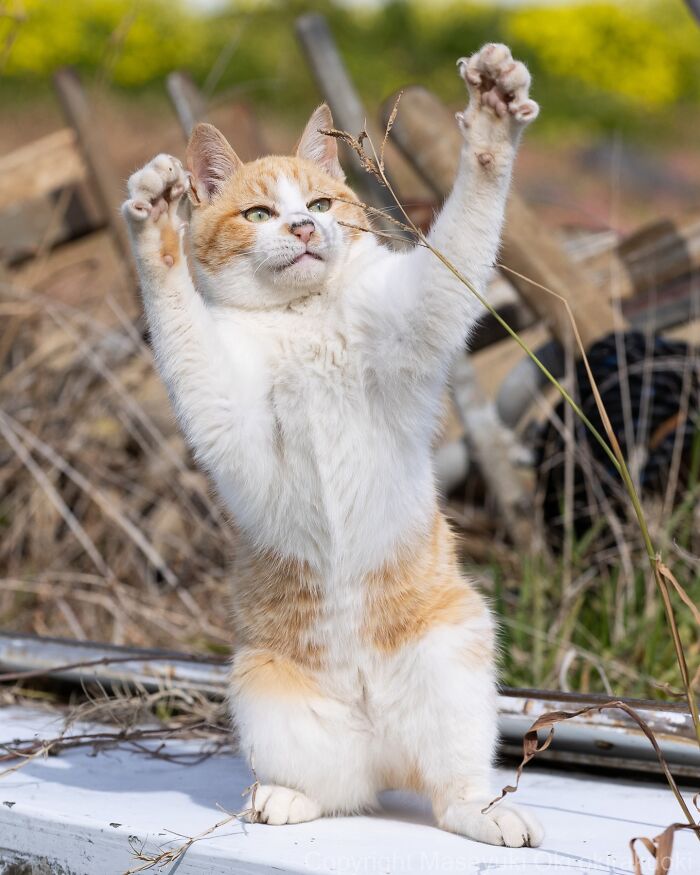 Meet The Street Cats Of Japan Who Act Like Tiny Drama Queens