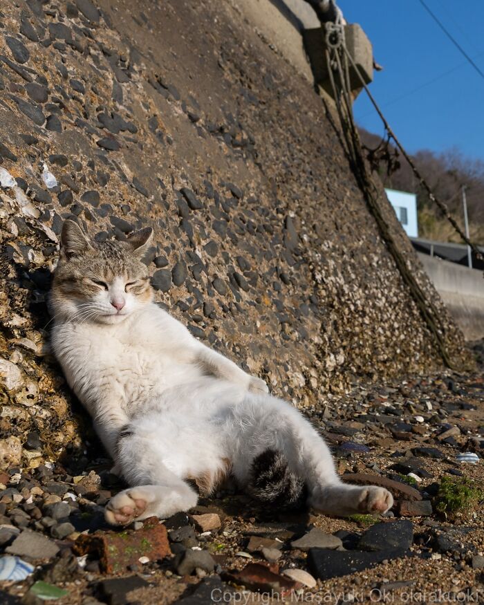 Meet The Street Cats Of Japan Who Act Like Tiny Drama Queens
