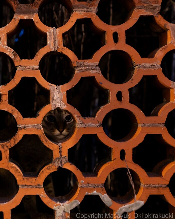 Meet The Street Cats Of Japan Who Act Like Tiny Drama Queens