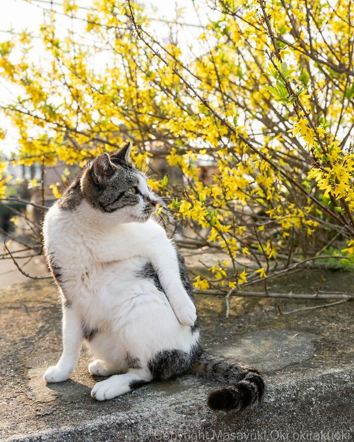 Meet The Street Cats Of Japan Who Act Like Tiny Drama Queens