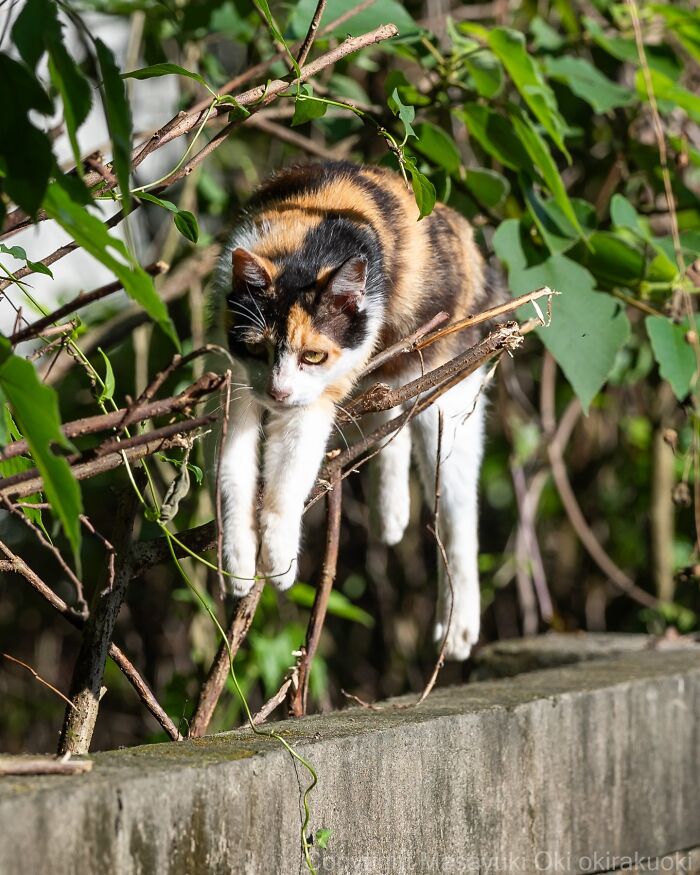 Meet The Street Cats Of Japan Who Act Like Tiny Drama Queens
