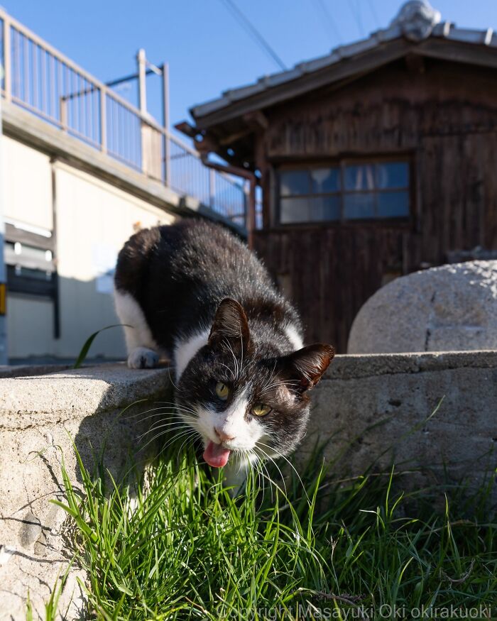 Meet The Street Cats Of Japan Who Act Like Tiny Drama Queens