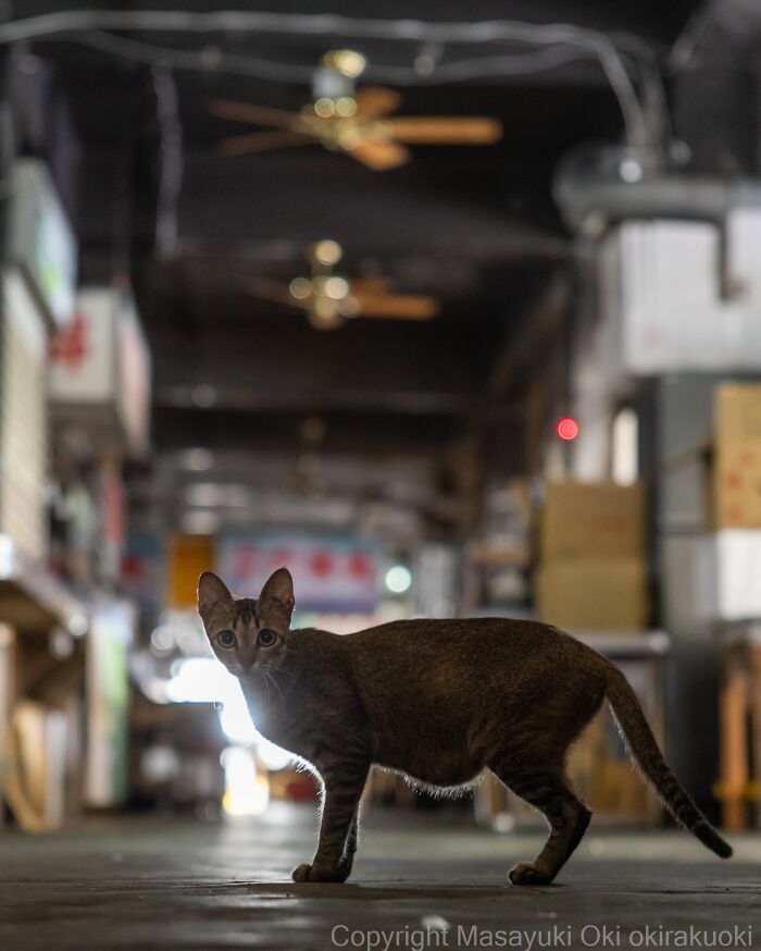 Meet The Street Cats Of Japan Who Act Like Tiny Drama Queens