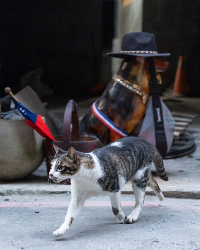 Meet The Street Cats Of Japan Who Act Like Tiny Drama Queens
